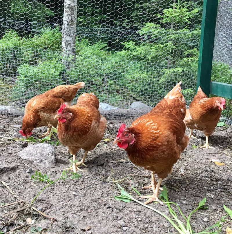 At the chicken house.