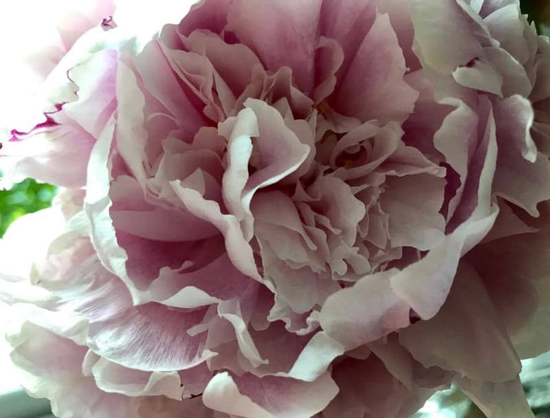 Flora Helsinki 2017 brings flower splendor to the Music Center.