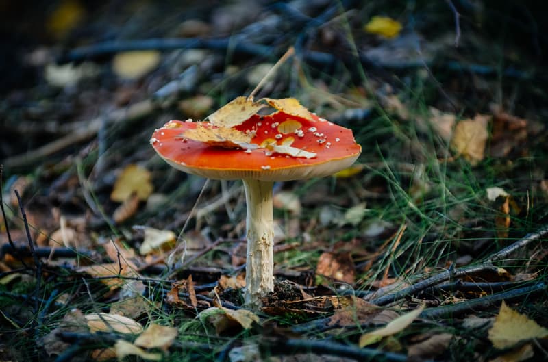 Tulevia tapahtumia syksyllä 2018