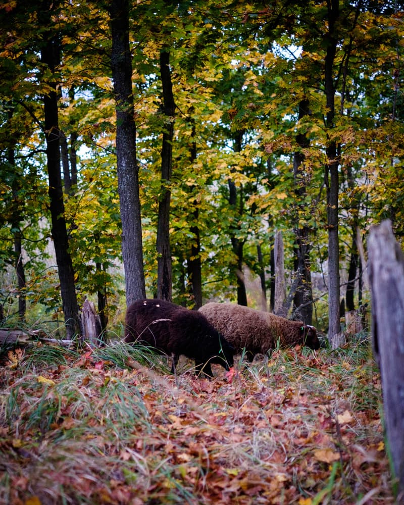 Helsinki's Islands: Lammassaari and Kuusiluoto