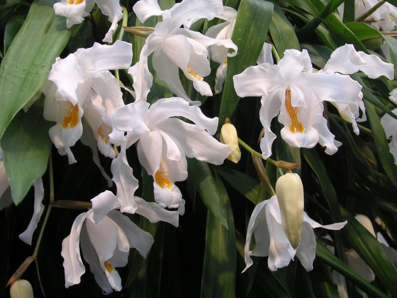 The Snow Queen orchid blooms at Helsinki Winter Garden. Photo: Finnish Orchid Association ry.