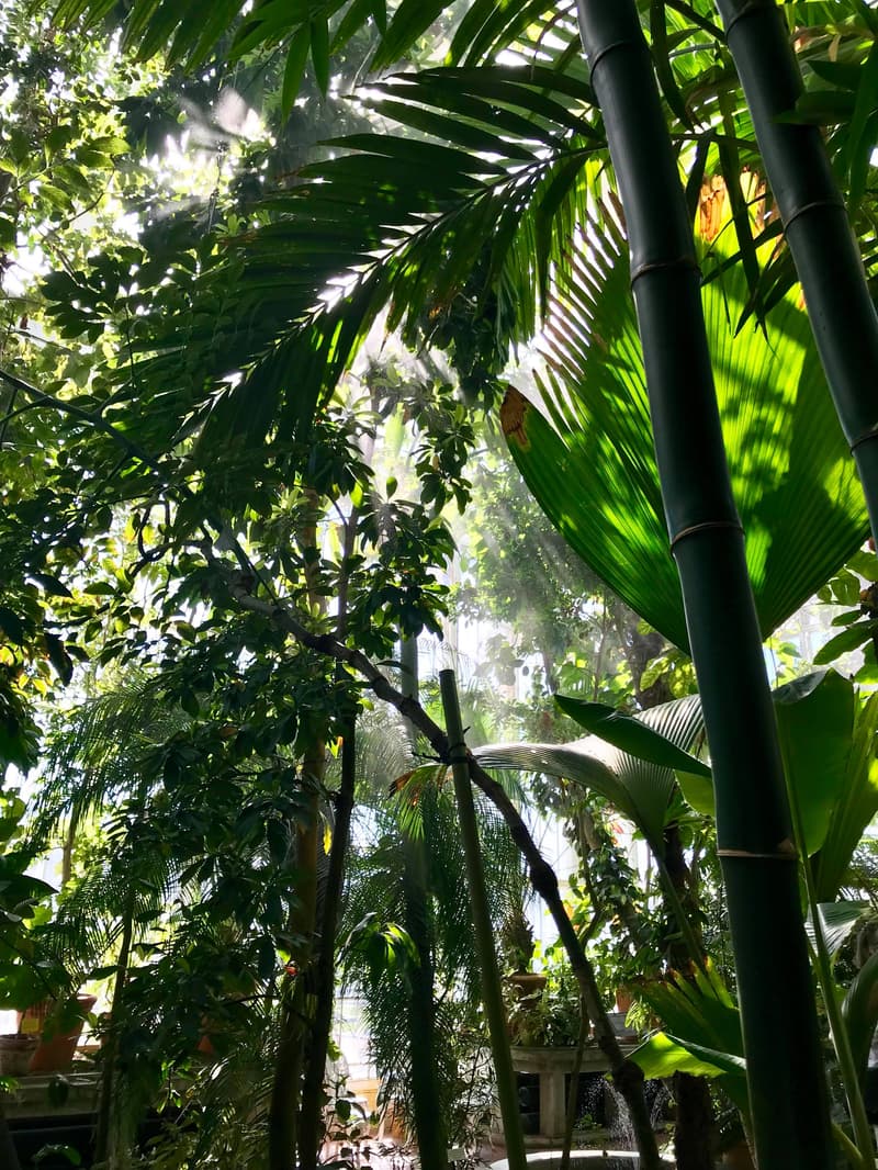 The Palm House is hot and it rains from time to time.