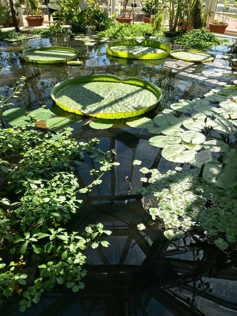 The Water Lily Room is a wonderful experience and a place you have to see for yourself.