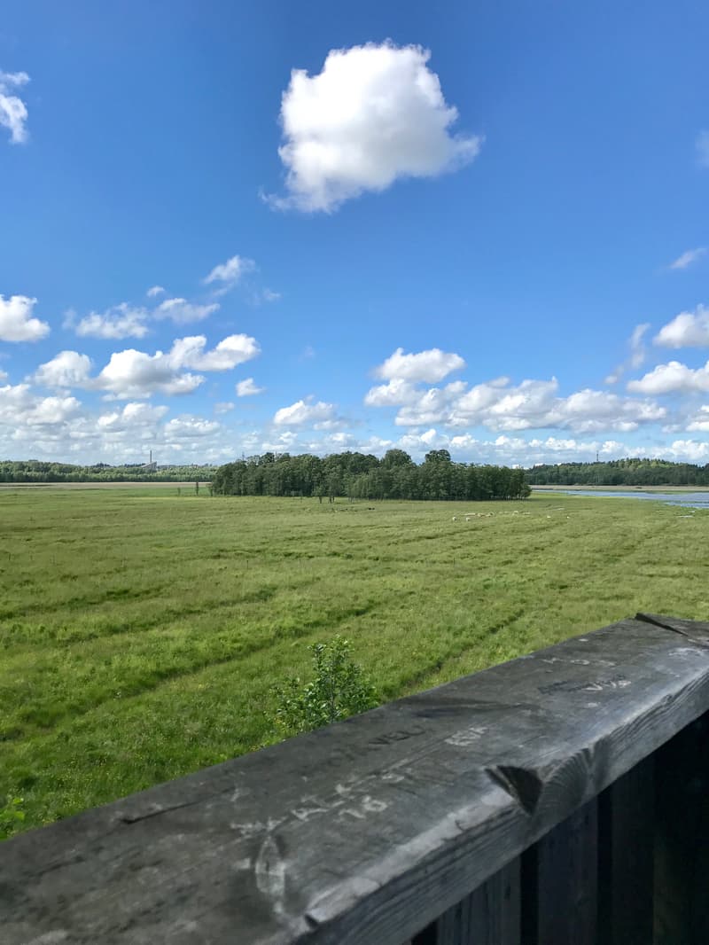 View from Lammassaari's bird tower.
