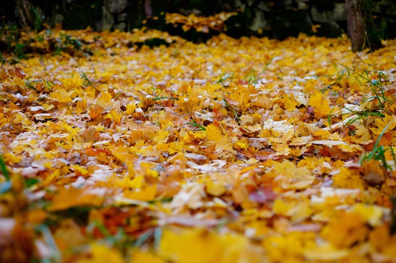 Tulevia tapahtumia syksyllä 2019