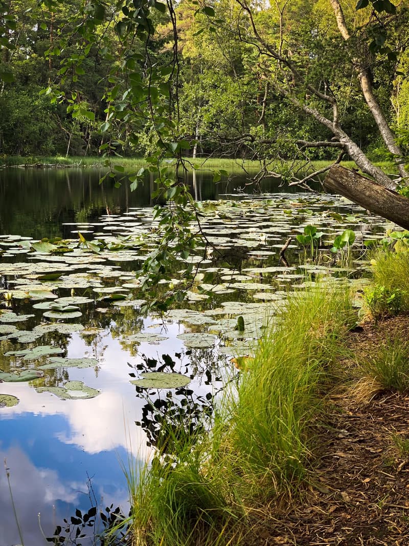 Minne tällä kesäviikolla? 15.7.-21.7.2019