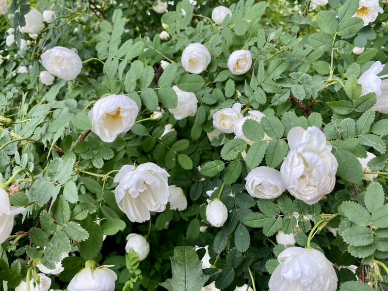 Midsummer 2020 in Helsinki