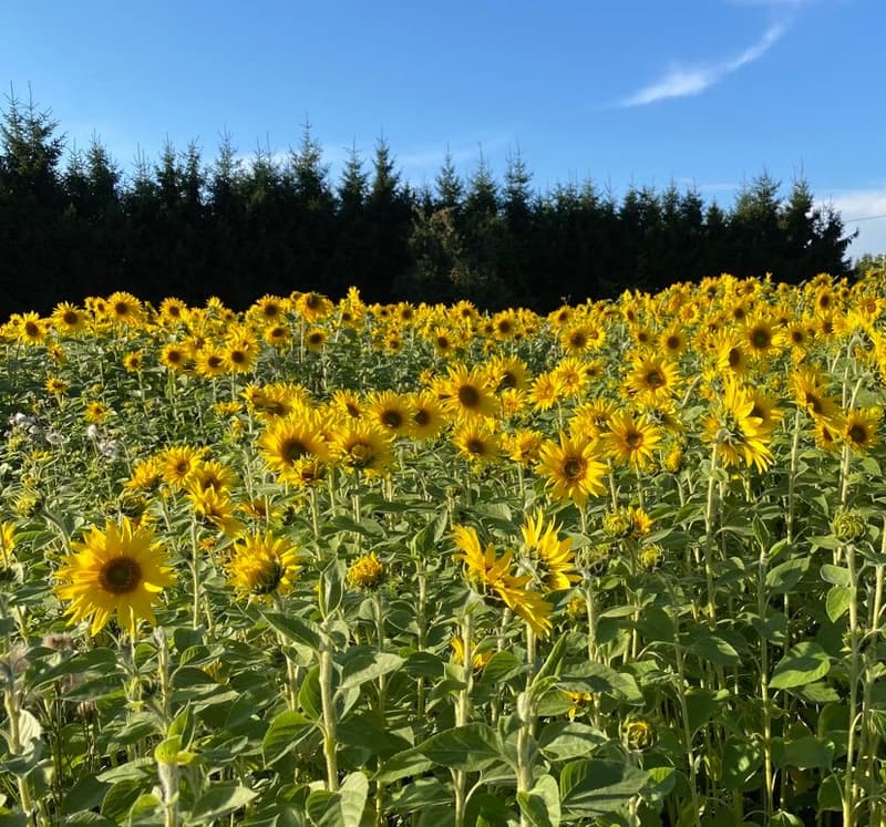 Where to Go This Summer Week? August 18-24, 2025