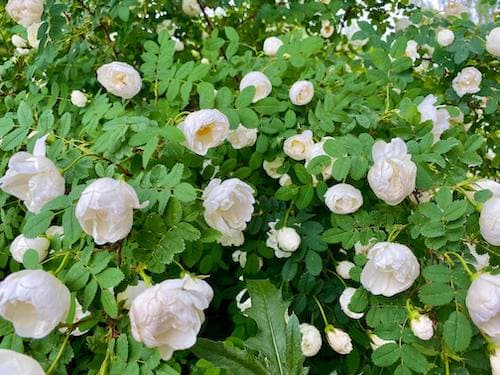 Midsummer in Helsinki 2024