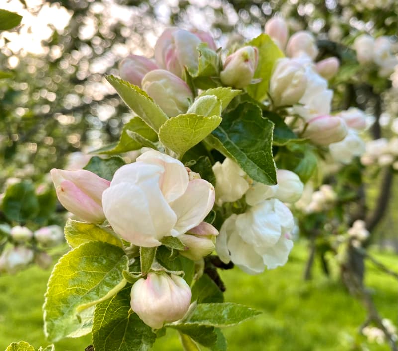 Where to go this week? May 26-June 1, 2025