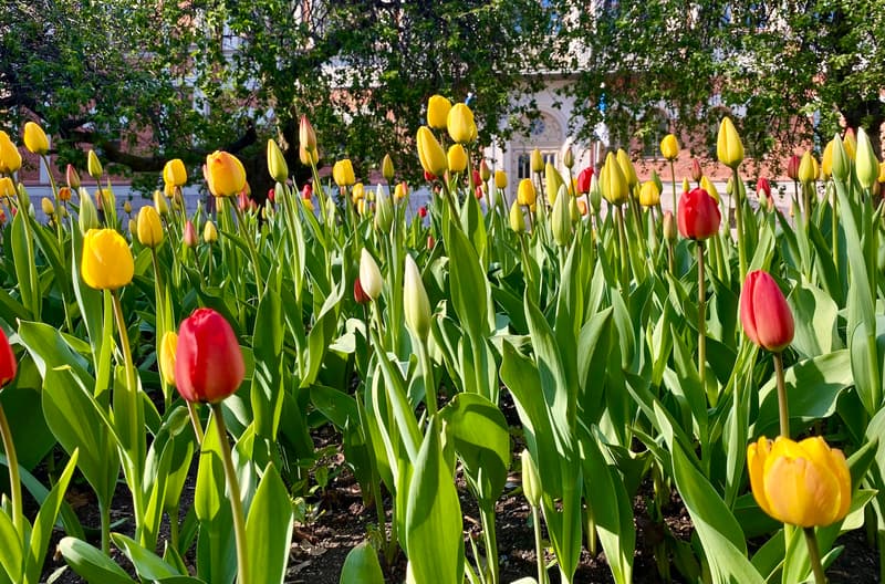 Where to go this week? May 15-21, 2023