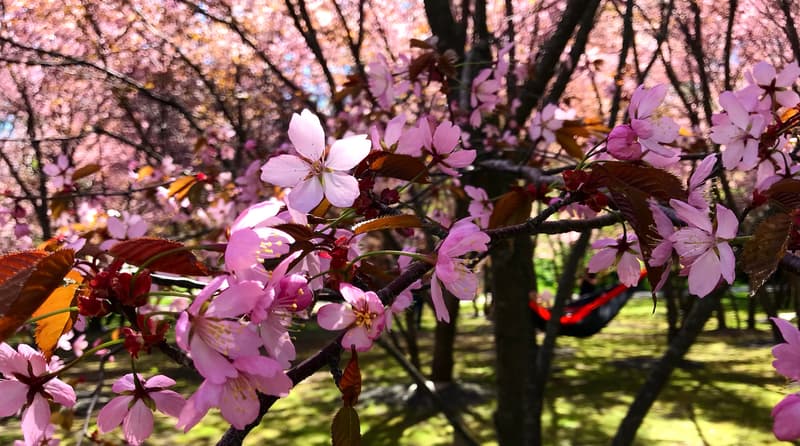 Where to Go This Week? May 13-19, 2024