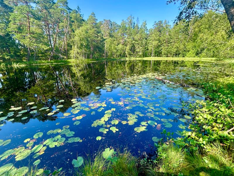 Where to go this summer week? July 21-27, 2025